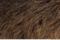 fur nutria 0005